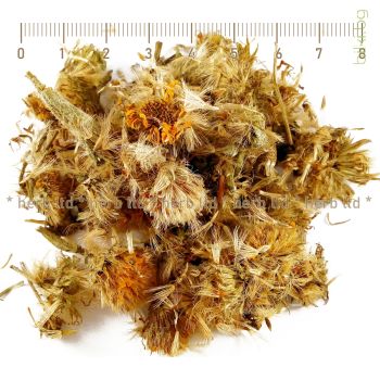 арника мексиканска,arnica mexicana,цвят,арника гел