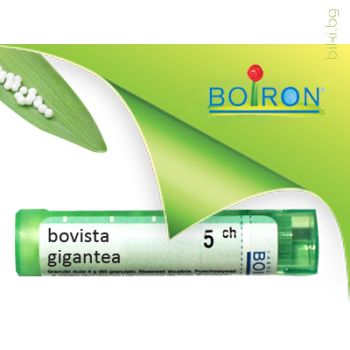 bovista gigantea,boiron