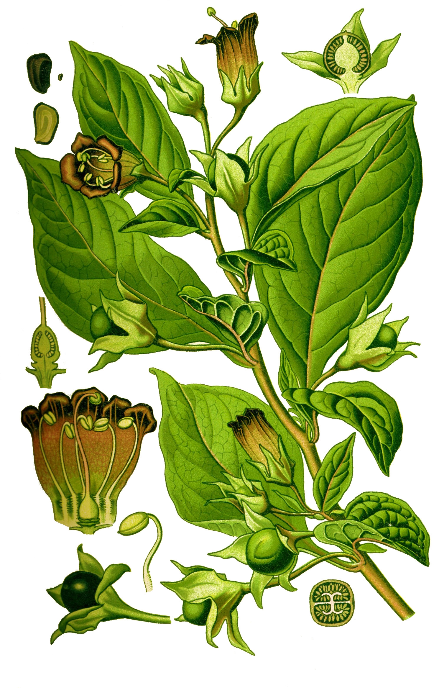 Беладона, Atropa belladonna 