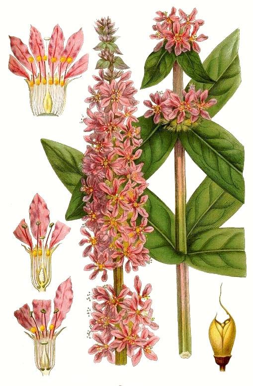 блатия, lythrum salicaria