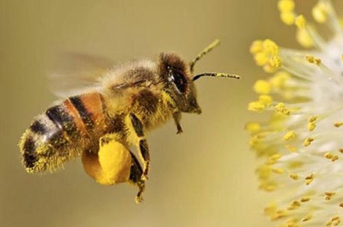 Пчелен прашец