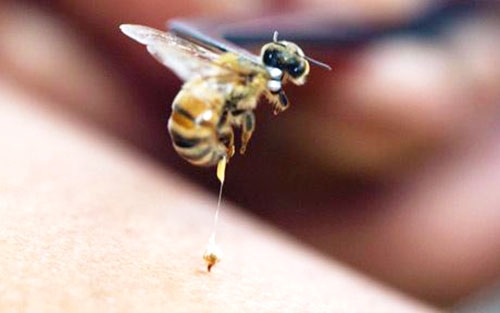 Пчелна отрова - апитерапия