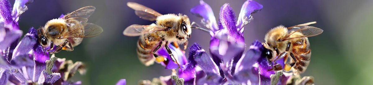 Пчелни продукти - ползи за здравето и как да ги използваме