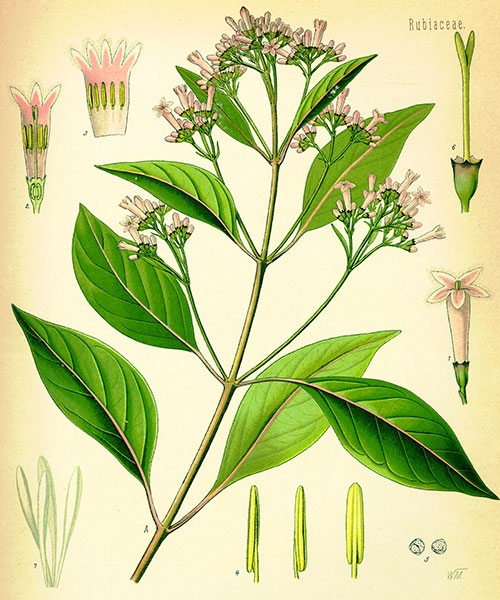 Хинин, Хининово дърво Cinchona, лечебни качества и употреба