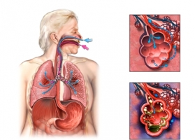 Магарешка кашлица – предпазни мерки, лечение