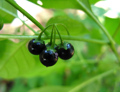 Черно кучешко грозде