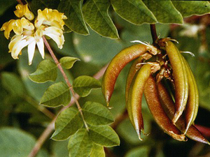 Клинавиче, Астрагалус, Astragalus glycyphyllos