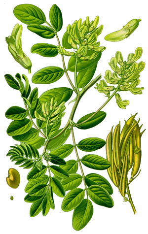 Клинавиче, Астрагалус, Astragalus glycyphyllos