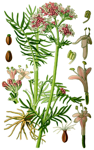Валериан, дилянка, Valeriana officinalis 