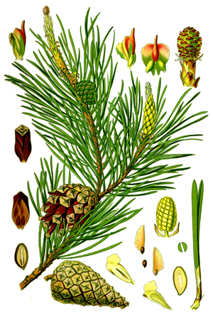Борови връхчета, Pinus sylvestris
