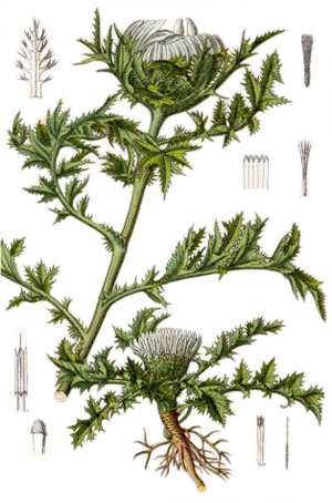 Решетка, Carlina acanthifolia