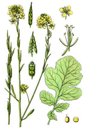 Черен синап, Brassica nigra