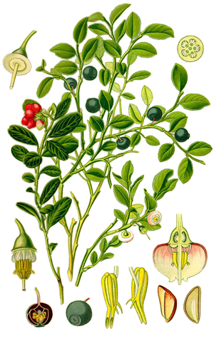 Черна боровинка, Vaccinium myrtillus 