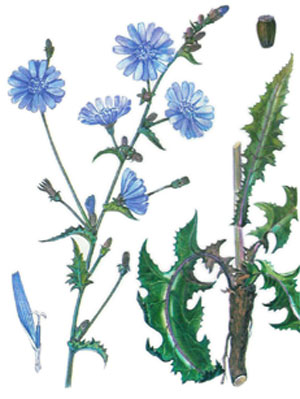 Синя жлъчка, цикория, Cichorium intybus