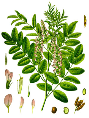 Жаблек, Galega officinalis