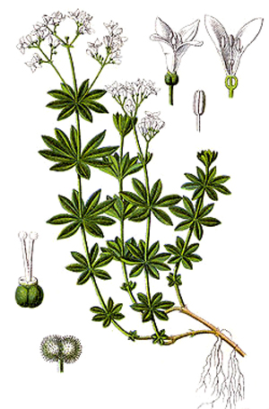 Лазаркиня, Galium odoratum