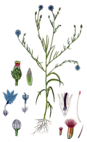 Синя метличина, Centaurea cyanus