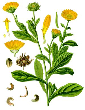 Невен, Calendula officinalis