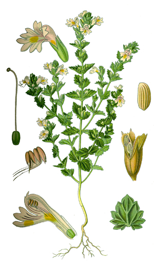 Очанка, Euphrasia officinalis