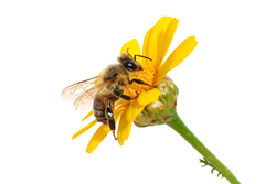пчела - прополис