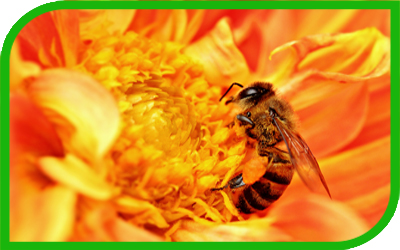 пчела, мед