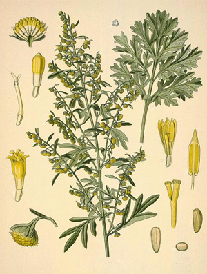 Пелин, лечение, Artemisia absinthium