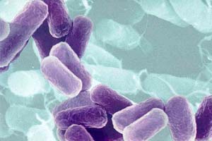 Пробиотиците – „добрите” и полезните бактерии