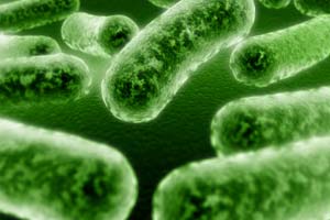Пробиотиците – „добрите” и полезните бактерии