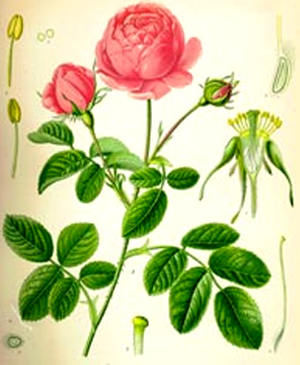 Маслодайна роза 