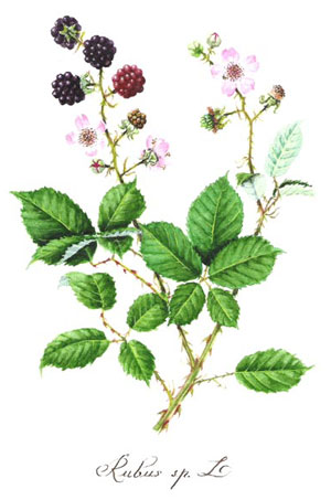 Къпина, Rubus sp. diversa 
