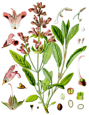 Градински чай, Салвия, Salvia officinalis