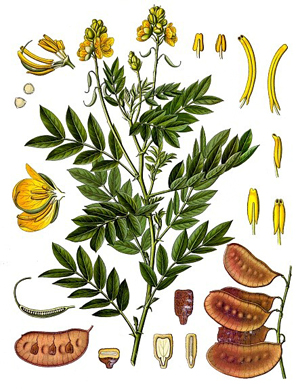 Сена, майчин лист, Cassia acutifotia