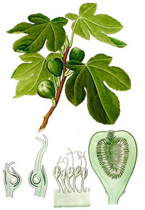Смокиня, Ficus carica