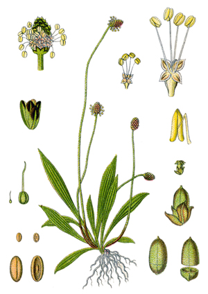 Теснолистен жиловлек, Plantago lanceolata