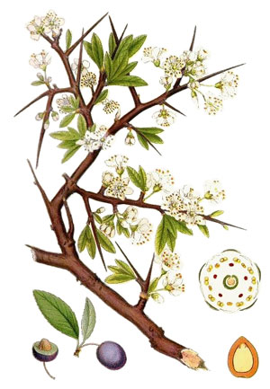 Трънка, Prunus spinosa