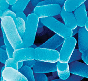 пробиотични бактерии, вътрешна защита